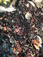Tijgerwormen voor wormenbak/Balkonton/wormenhotel, Tuin en Terras, Ophalen