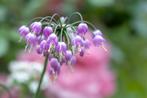 Amerikaanse look (Allium cernuum), Ophalen of Verzenden, Zomer, Overige soorten, Volle zon