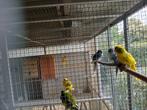 kakariki, Dieren en Toebehoren, Vogels | Parkieten en Papegaaien, Meerdere dieren, Parkiet, Geringd