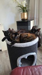 Maine coon kittens, Meerdere dieren, Langharig, 0 tot 2 jaar
