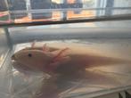 Baby Axolotls, Dieren en Toebehoren, Amfibie, Tam, 0 tot 2 jaar