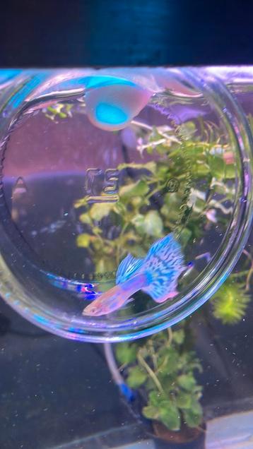 Albino japan blue mozaïek beschikbaar voor biedingen