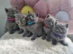 British shorthair kitten, Dieren en Toebehoren, Katten en Kittens | Raskatten | Korthaar, Poes, Ontwormd, 0 tot 2 jaar