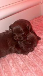 Pomeriaan pups, Rabiës (hondsdolheid), Reu, 8 tot 15 weken, Meerdere