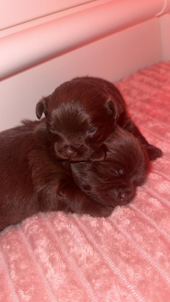 Pomeriaan pups, Dieren en Toebehoren, Honden | Niet-rashonden, Klein, Reu, Particulier, Meerdere, Nederland, 8 tot 15 weken, CDV (hondenziekte)