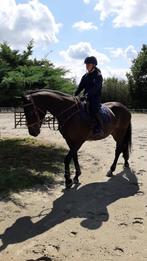 Superbrave Belgisch Warmbloedmerrie met ervaring, Recreatiepaard, 11 jaar of ouder, Merrie, Gechipt