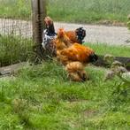 Brahma haan., Dieren en Toebehoren, Mannelijk, Kip