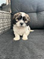 Lieve Boomer Pups te Koop – 1 Teefje & 1 Reutje! ️, Dieren en Toebehoren, Honden | Chihuahua's en Gezelschapshonden, Overige rassen