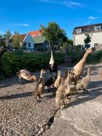 Jonge loopeenden, Dieren en Toebehoren, Pluimvee, Geslacht onbekend, Eend