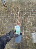 Miscanthus Sinensis Siergras - Prachtige tuinplant, Tuin en Terras, Planten | Tuinplanten, Ophalen, Volle zon, Vaste plant, Siergrassen