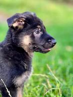 raszuivere duitse herder pups reu, Dieren en Toebehoren, Honden | Herdershonden en Veedrijvers, 8 tot 15 weken, Meerdere, Meerdere dieren