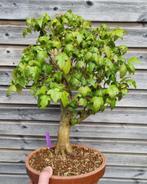 Acer buergerianum Drietandsesdoorn bonsai, Ophalen of Verzenden, Overige soorten, Minder dan 100 cm