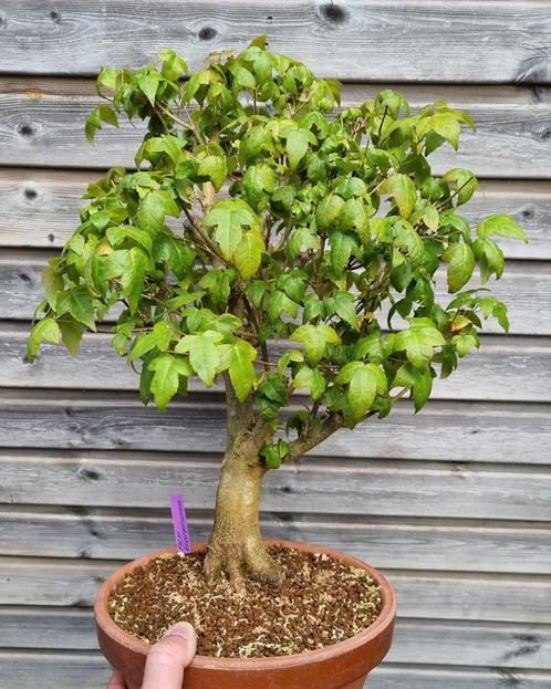Acer buergerianum Drietandsesdoorn bonsai, Tuin en Terras, Planten | Bomen, Overige soorten, Minder dan 100 cm, Ophalen of Verzenden