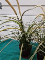 kunst planten 2 stuks fejka, Ophalen of Verzenden, 'T Olde Gre-j, Info@toldegrej.nl, Endepoelstraat 20f Didam