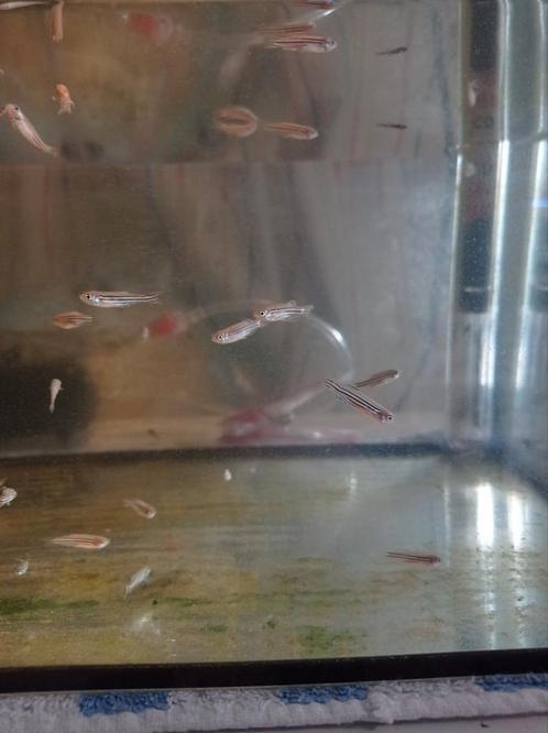Zebra Danio's Jongen 1 voor €1.50/6 voor €6, Dieren en Toebehoren, Vissen | Aquariumvissen, Zoetwatervis, Vis