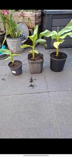 Bananen boom / plant, Ophalen, Zomer, Overige soorten