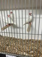 Witte Rijstvogels 2025, Dieren en Toebehoren, Vogels | Overige Vogels, Meerdere dieren, Tropenvogel, Geringd