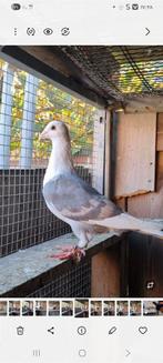 Duiven  te koop  man, Dieren en Toebehoren, Vogels | Duiven, Mannelijk, Overige soorten