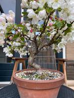 Malus bonsai, Tuin en Terras, Planten | Bomen, Ophalen of Verzenden