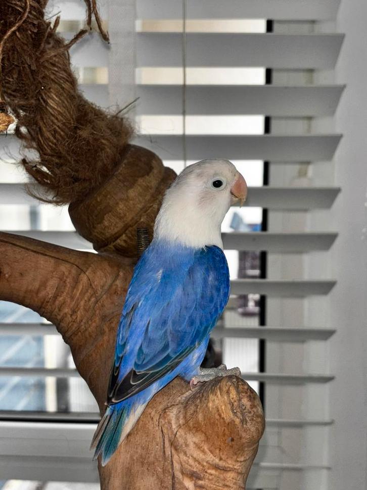 Mooie Jonge Agapornis Fischeri, Dieren en Toebehoren, Vogels | Parkieten en Papegaaien, Dwergpapegaai of Agapornis, Meerdere dieren