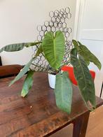 philodendron jose buono grote plant, Ophalen of Verzenden, Overige soorten, Minder dan 100 cm