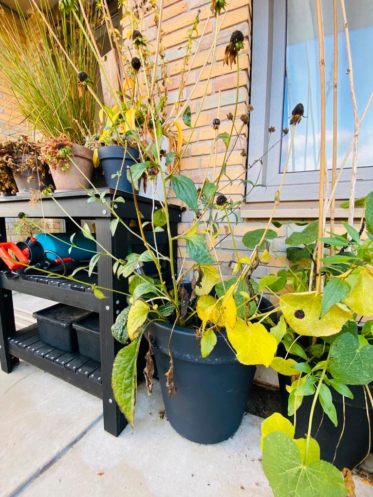 Grote pot met vaste planten, Tuin en Terras, Bloempotten, Gebruikt, Kunststof, Balkon, 40 tot 70 cm, 40 cm of meer, Rond, Ophalen