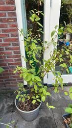 Rode kornoelje 135cm, Tuin en Terras, Ophalen