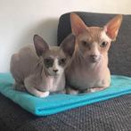 Herplaatsing twee Sphynx katten met stamboom, Dieren en Toebehoren, Katten en Kittens | Raskatten | Korthaar, Meerdere dieren