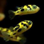 Carinotetraodon travancoricus - Kogelvis - Koidream Valburg, Vis, Zoetwatervis