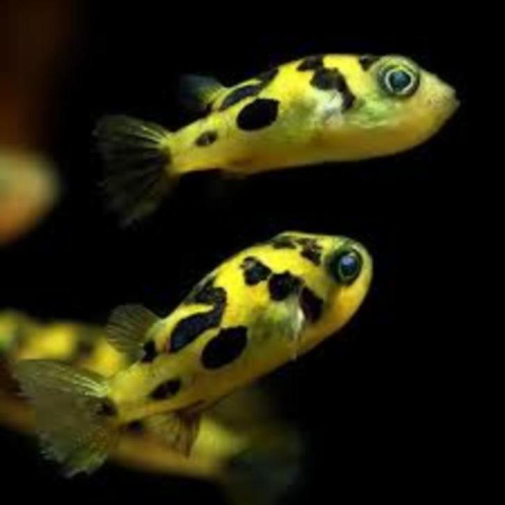 Carinotetraodon travancoricus - Kogelvis - Koidream Valburg, Dieren en Toebehoren, Vissen | Aquariumvissen, Zoetwatervis, Vis