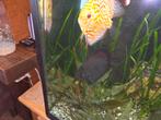 Complete aquarium juwel 350 L120 D50 H 60, Dieren en Toebehoren, Ophalen of Verzenden, Gevuld zoetwateraquarium