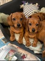 Dwerg Teckel Pups, Rabiës (hondsdolheid), 8 tot 15 weken, Korthaar, Dwerg