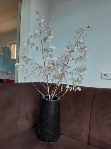 Droogbloemen wit crème judaspenning  beschikbaar voor biedingen