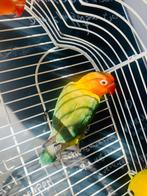 Prachtige jonge Agapornis Fischeri (Lovebird) – Mannetje, Dieren en Toebehoren, Mannelijk, Dwergpapegaai of Agapornis
