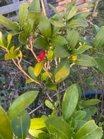 Toscaanse jasmijn 80/90 cm €9,99 pst, Tuin en Terras, Ophalen of Verzenden, Klimplanten, Volle zon