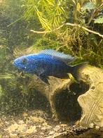 Sciaenochromis fryeri cichlide, Vis