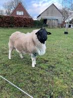 Prachtige raszuivere dorper dekram, Dieren en Toebehoren, Schapen, Geiten en Varkens, Mannelijk, Schaap