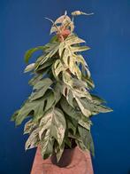 Epipremnum pinnatum Marble Variegata p17 (2)