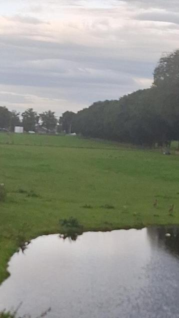 Paarden wei te huur beschikbaar voor biedingen