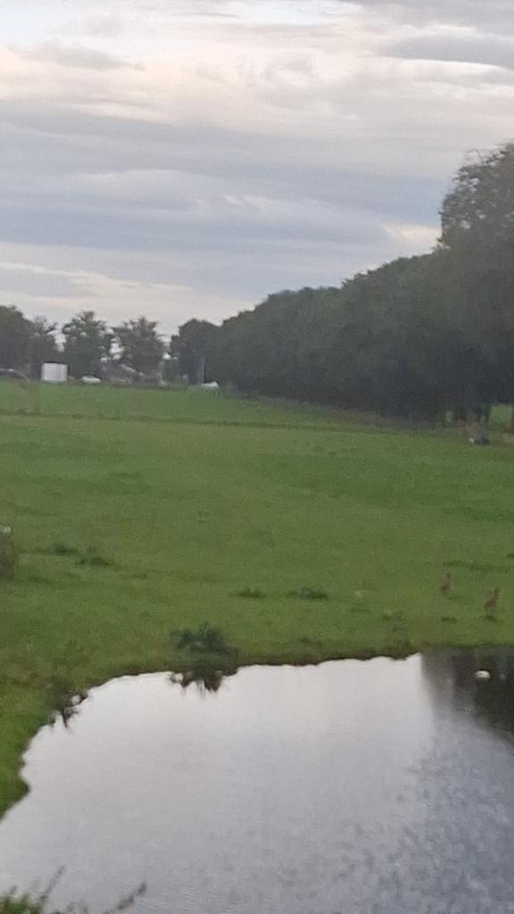 Paarden wei te huur, Dieren en Toebehoren, Stalling en Weidegang, Weidegang, 2 of 3 paarden of pony's