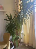 Palm Lelie groot met pot, Huis en Inrichting, Kamerplanten, 200 cm of meer, Palm, Ophalen of Verzenden, In pot