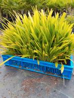 Kist trachycarpus fortunei, Ophalen, Zomer, Overige soorten, Volle zon
