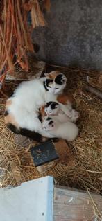 NIEUW NESTJE Te koop boerderij kittens katjes, Dieren en Toebehoren, Katten en Kittens | Overige Katten, Meerdere dieren, Kortharig