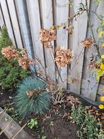 Pluimhortensia - Hydrangea Paniculata, Tuin en Terras, Planten | Tuinplanten, Vaste plant, Halfschaduw, Zomer, Ophalen