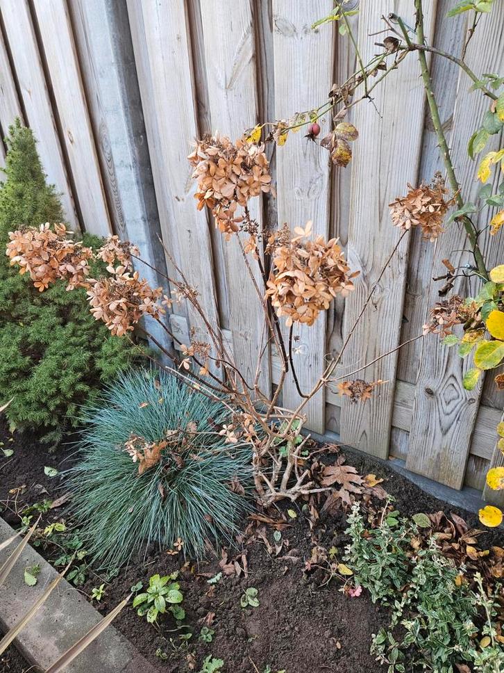 Pluimhortensia - Hydrangea Paniculata, Tuin en Terras, Planten | Tuinplanten, Vaste plant, Overige soorten, Halfschaduw, Zomer