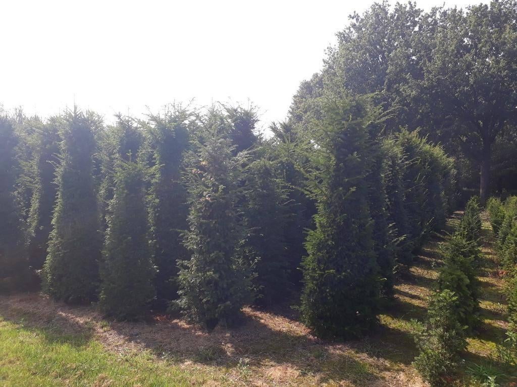 Taxus baccata tot 200cm hoog, Tuin en Terras, Ophalen, Taxus, Minder dan 100 cm