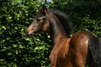 Veelbelovend merrieveulen van For Romance X Rousseau, Merrie, Dressuurpaard, Gechipt, 0 tot 2 jaar