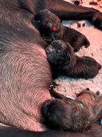 Cane Corso x Golden Retriever pups, Rabiës (hondsdolheid), Overige rassen, 8 tot 15 weken, Meerdere