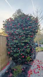 Camelia japonica, Ophalen of Verzenden, Halfschaduw, Overige soorten