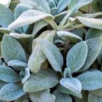 Stachys byzanthina, ezelsoor, lamsoor, Ophalen, Bodembedekkers, Volle zon, Vaste plant